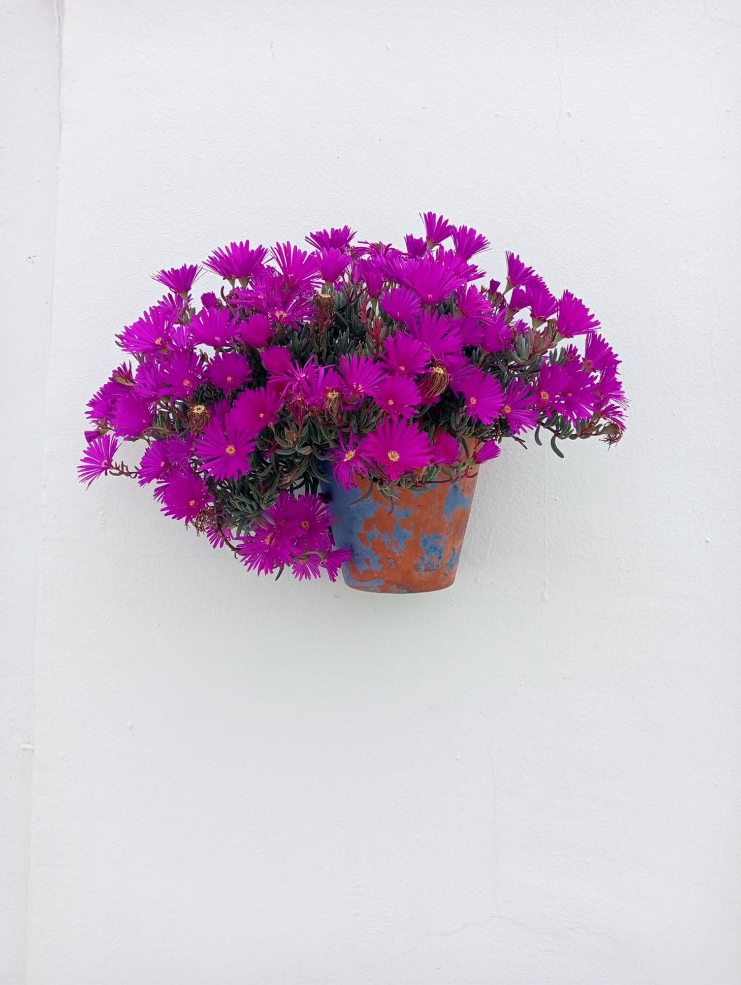 Jardin De Mucho Apartment Macharaviaya