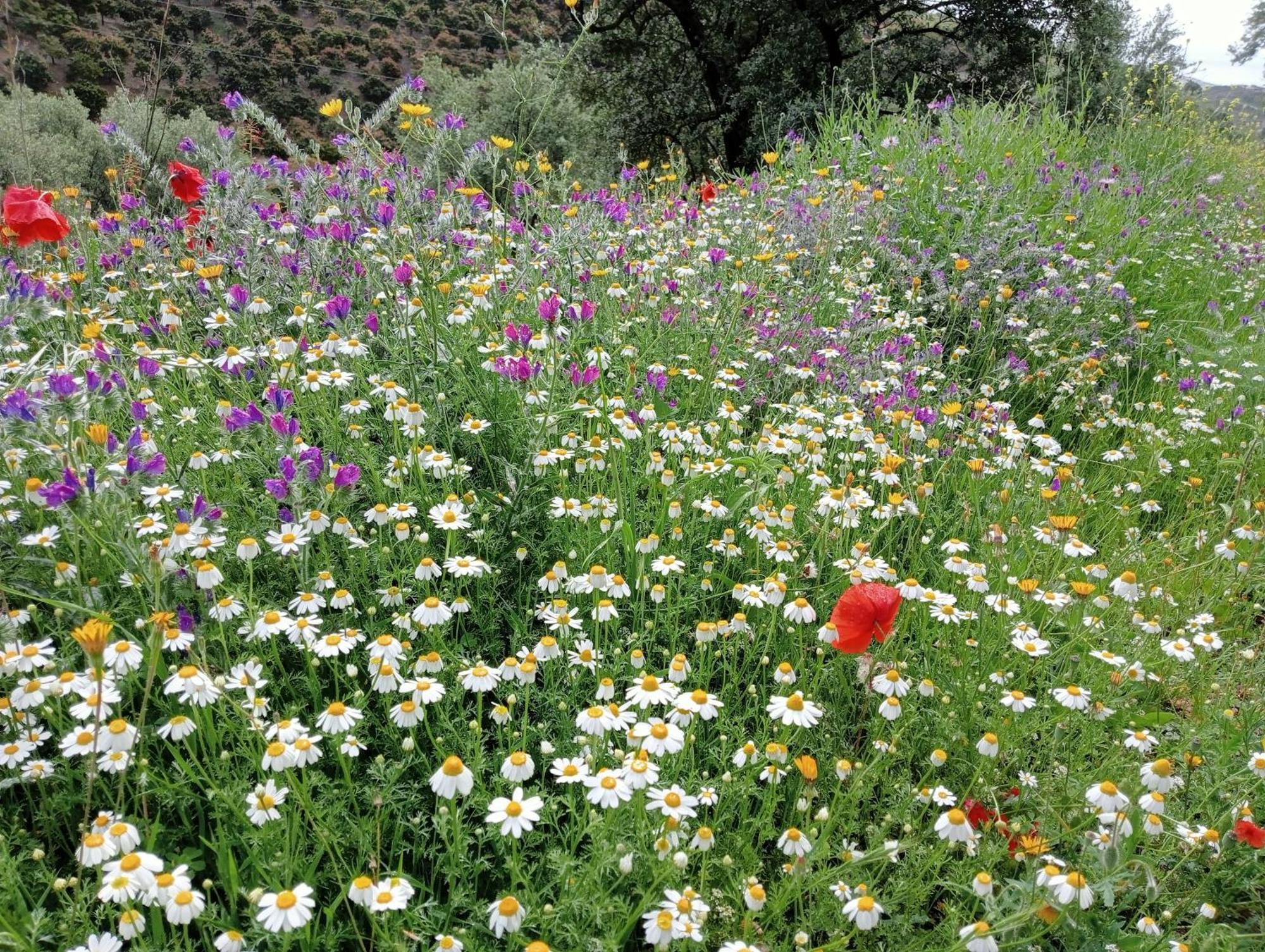 Jardin De Mucho * Macharaviaya