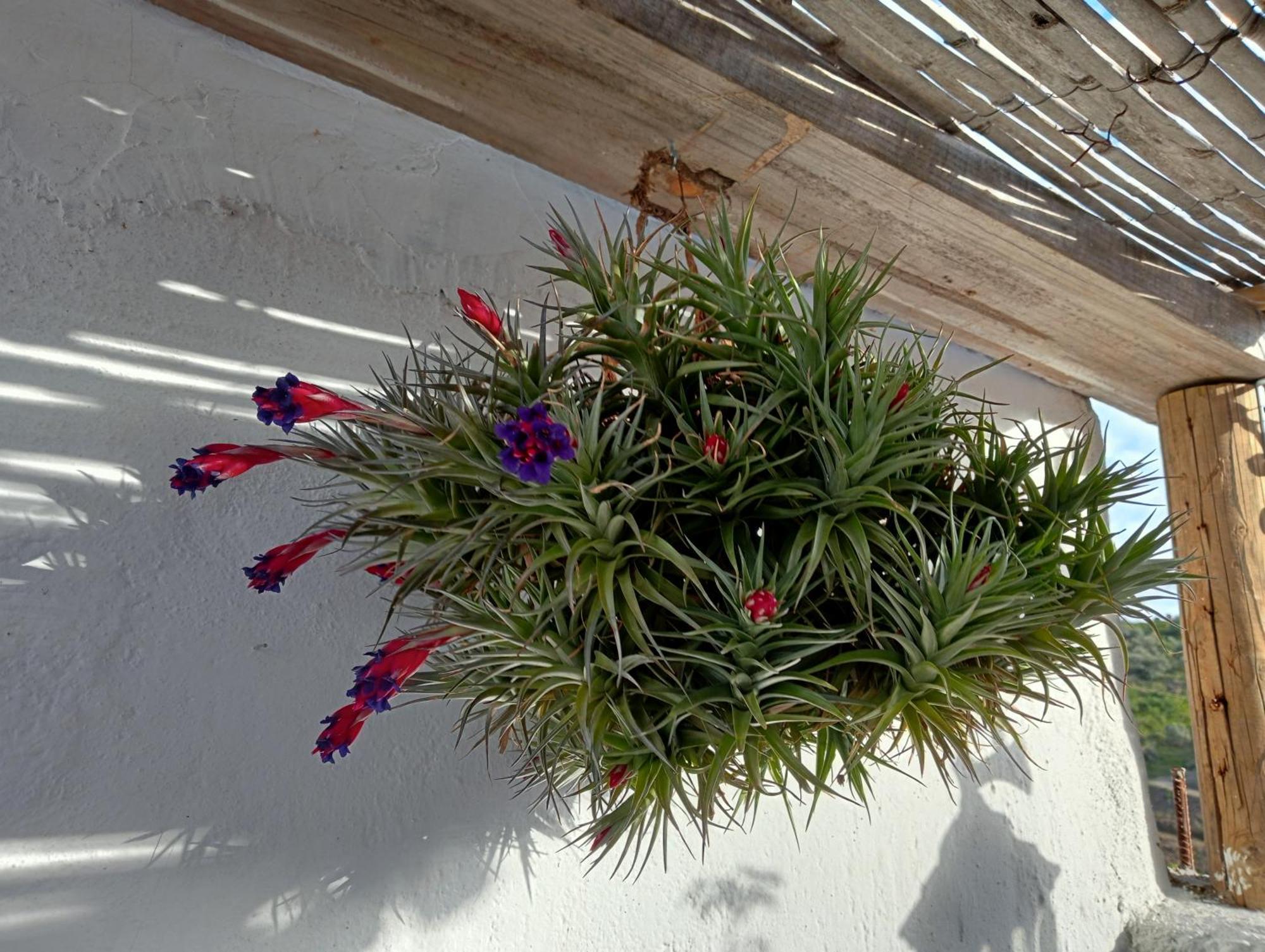Jardin De Mucho *