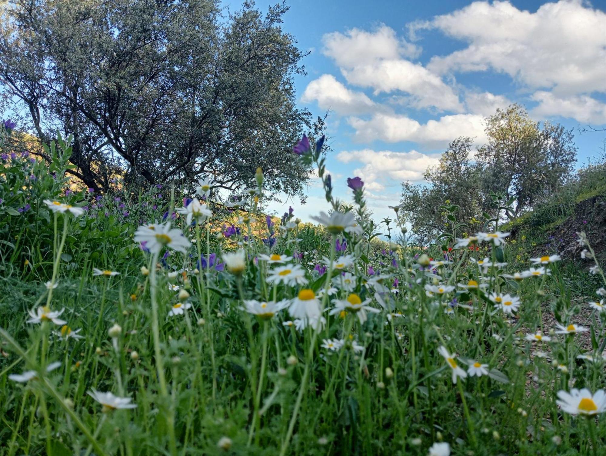 Jardin De Mucho Appartement Macharaviaya