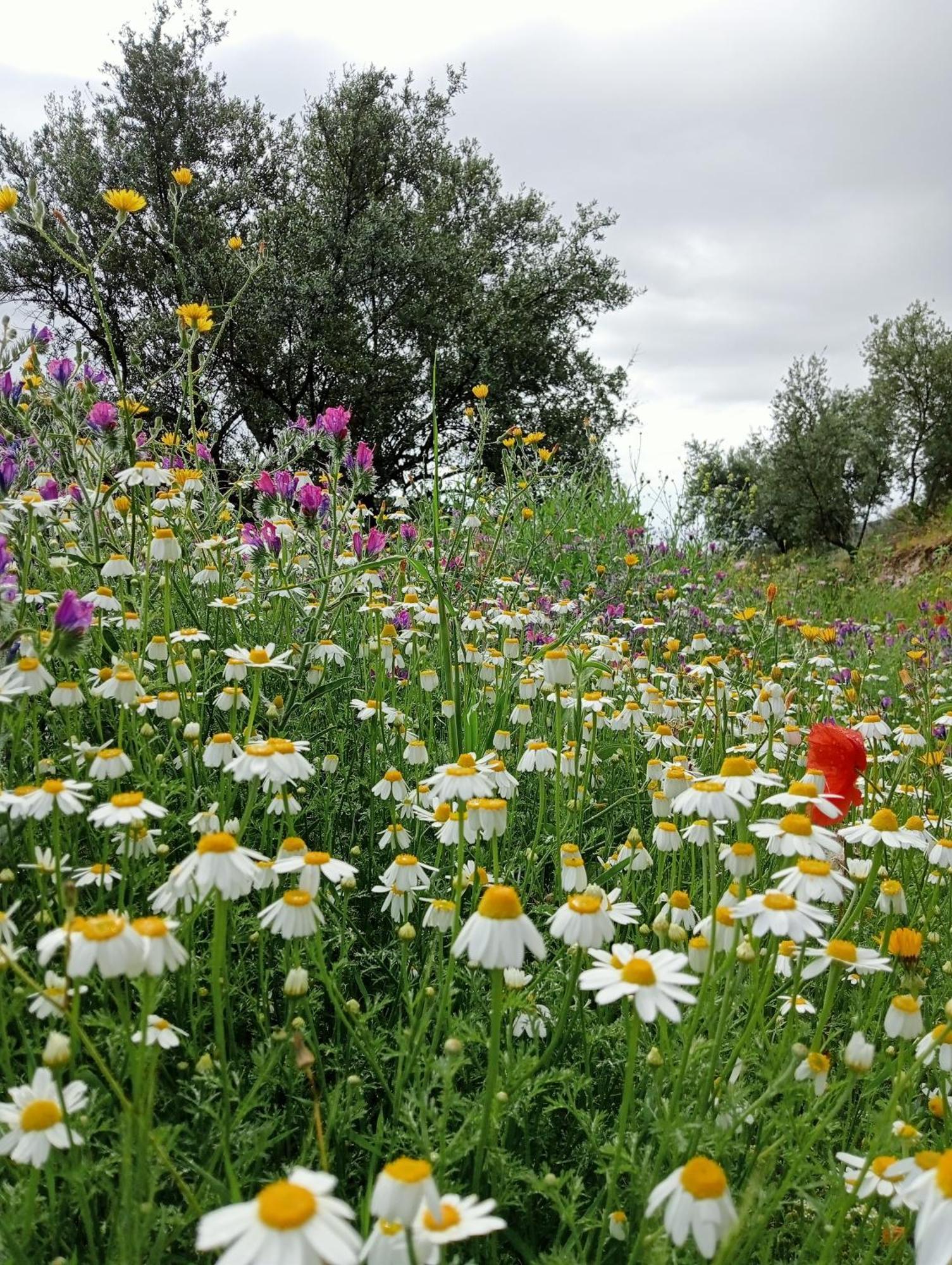Jardin De Mucho *